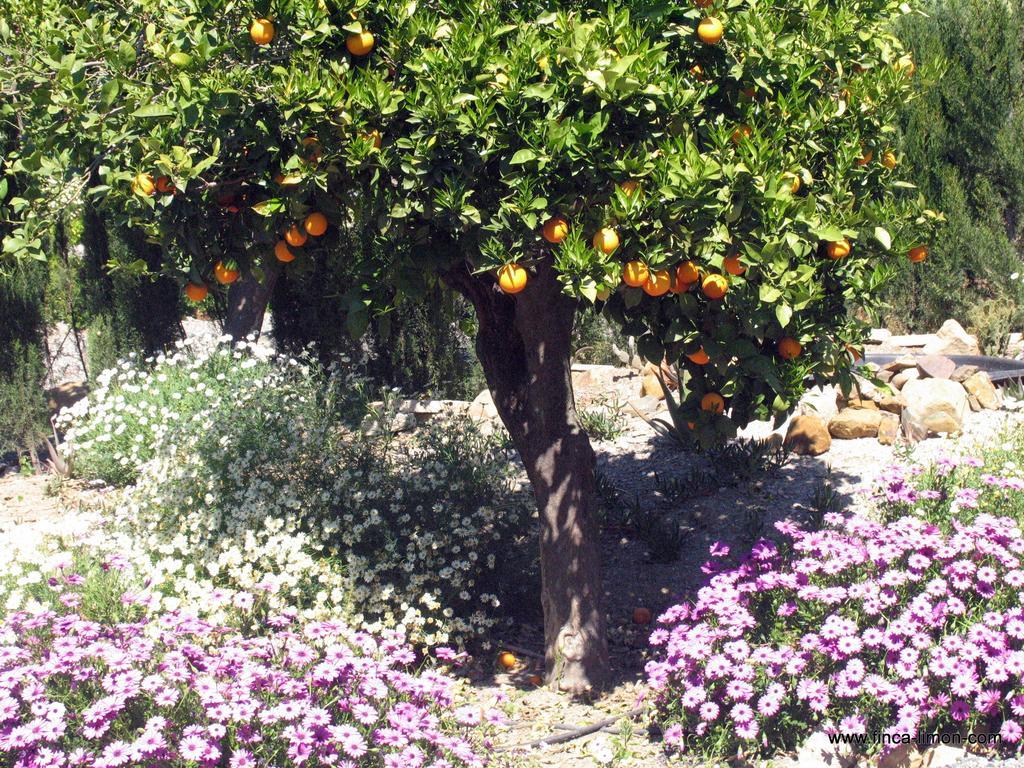 Finca Limon Hotel Pizarra Exterior photo